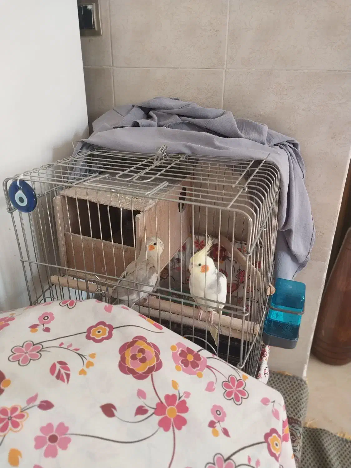 طوطی عروس زیبا ودستی|پرنده|نظرآباد, رسالت|دیوار