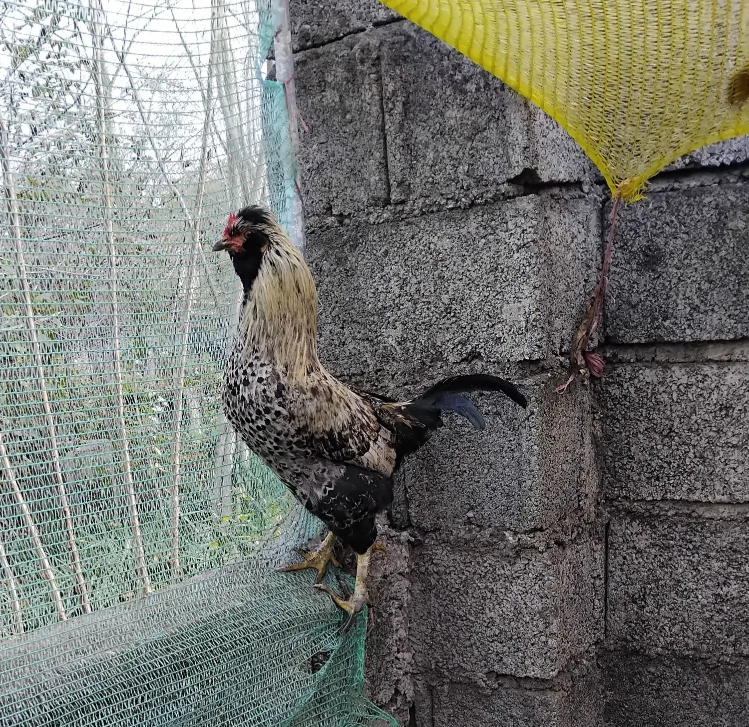 خروس تزئینی گُلین|حیوانات مزرعه|رضوانشهر, |دیوار