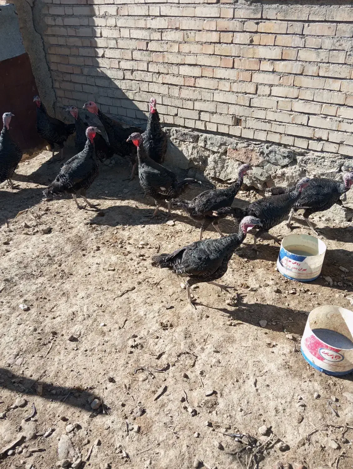 بوقلمون محلی گوشتی|حیوانات مزرعه|دیواندره, |دیوار