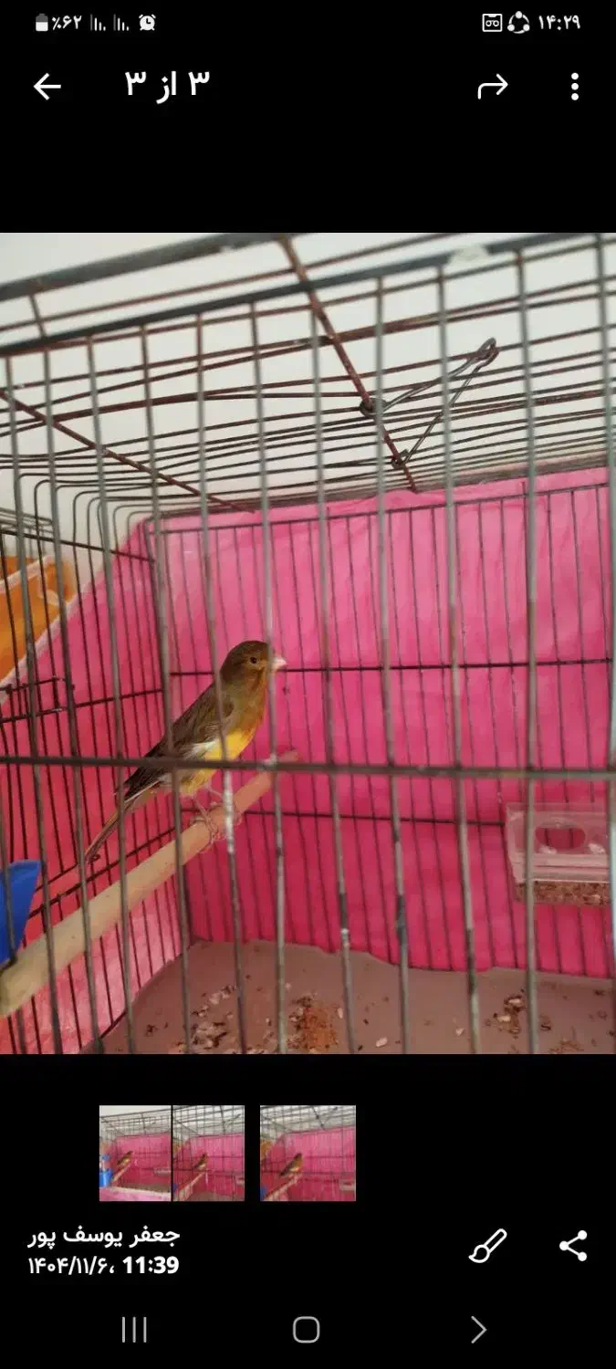 نر سبز معاوضه با نر سفید یا سوخته ای یا زرد یک دست|پرنده|اصفهان, سنجوانمره|دیوار