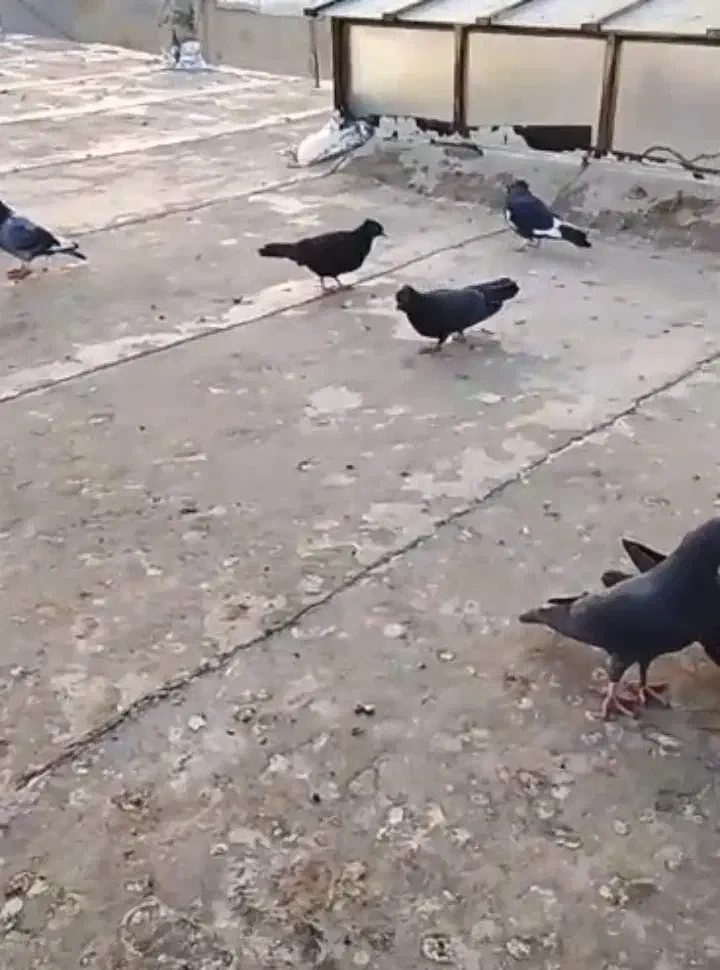 فروش کبوتر10عدد|پرنده|یاسوج, |دیوار