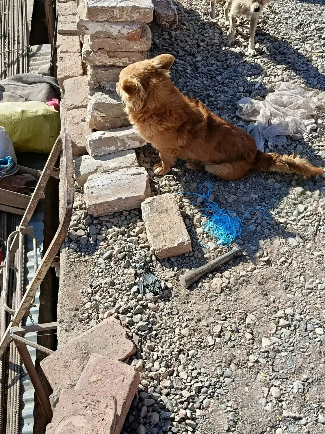 سگ پا کوتاه|سگ|کرمان, |دیوار