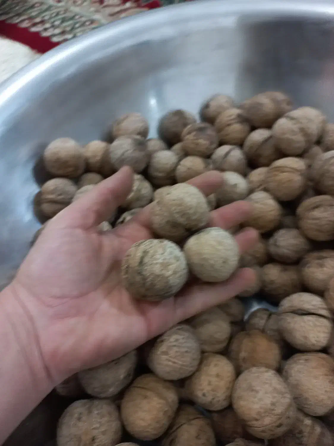 گردو بوانات|خوردنی و آشامیدنی|شیراز, سعدیه جنوبی|دیوار