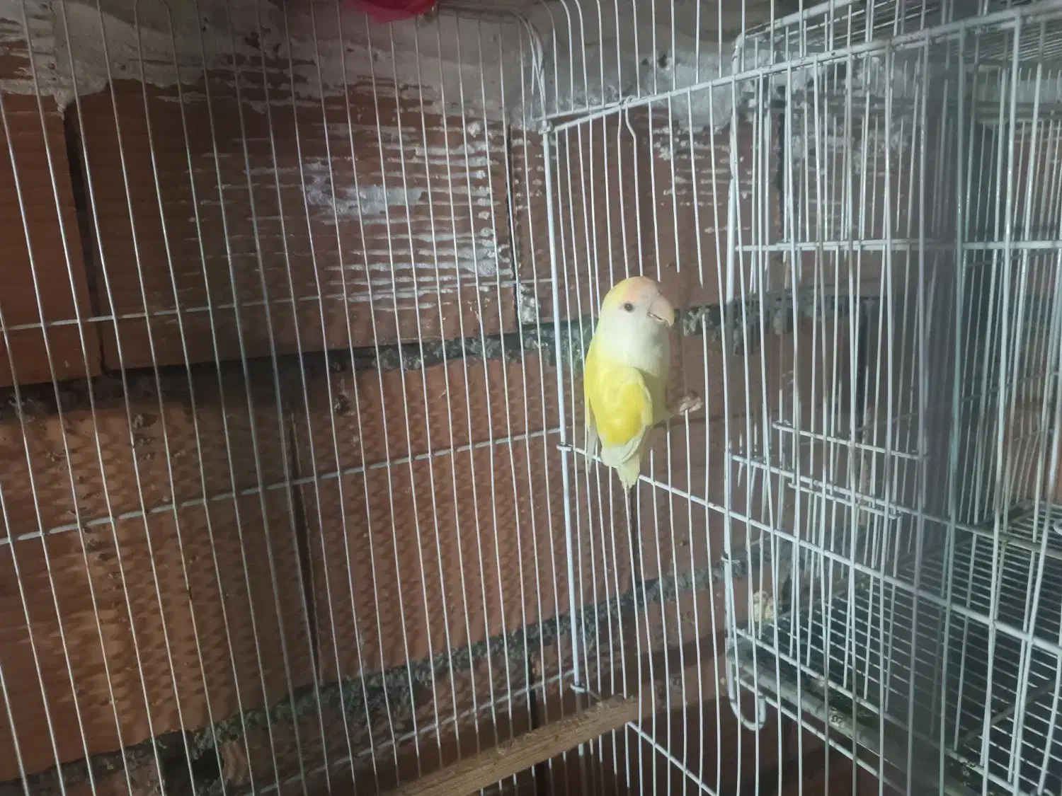 طوطی برزیلی ماده|پرنده|نکا, |دیوار