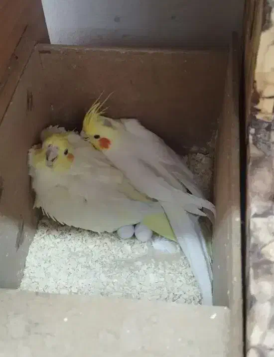 چهار جفت عروس هلندی رو تخم و جوجه|پرنده|قم, ارم|دیوار