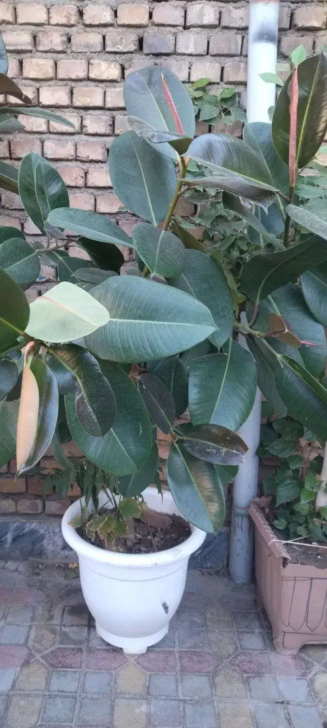 گل فیکوس|گل و گیاه طبیعی|مرند, |دیوار