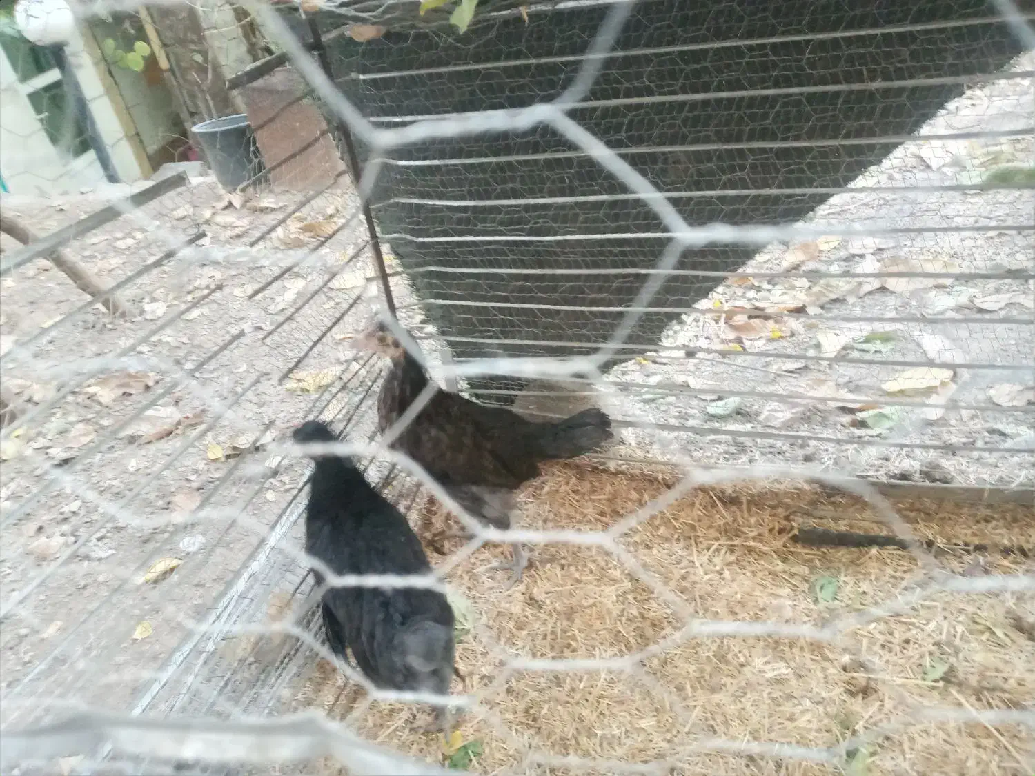 جوجه مرغ محلی|حیوانات مزرعه|فشم, |دیوار