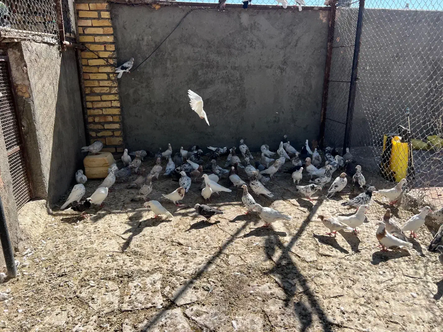 کبوتر|پرنده|سبزوار, توحیدشهر|دیوار
