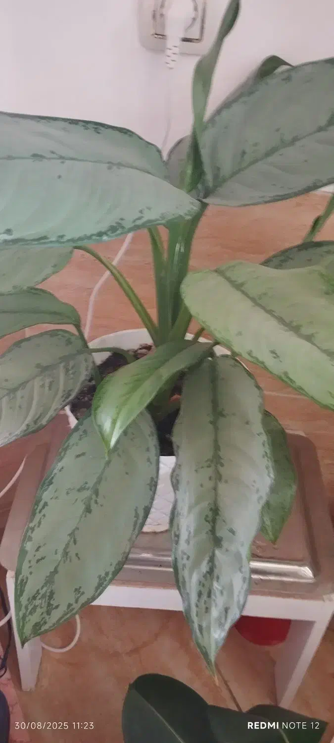 گلهای طبیعی اپارتمانی|گل و گیاه طبیعی|خلخال, |دیوار