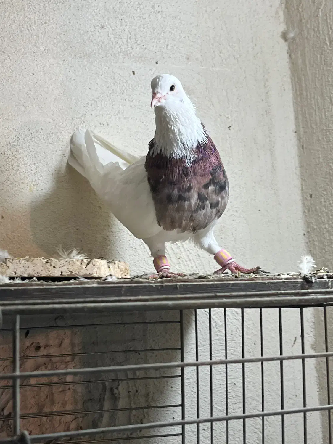 طوقی|پرنده|آبادان, |دیوار