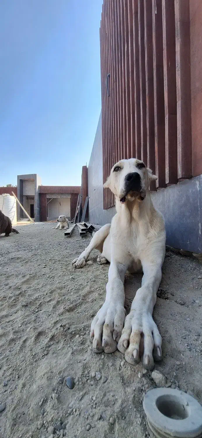 توله آلابای|سگ|اصفهان, ارغوانیه|دیوار