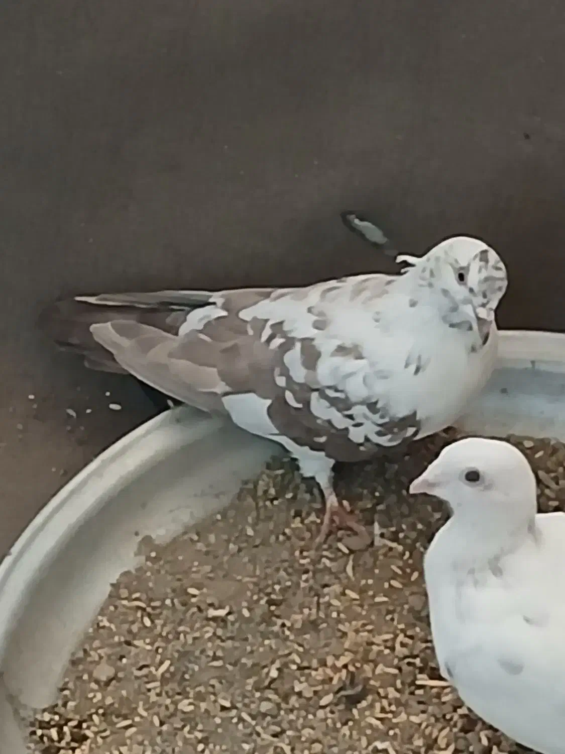 کفتر سفید|پرنده|محمدشهر, شهرک پیام (مهرالبرز)|دیوار