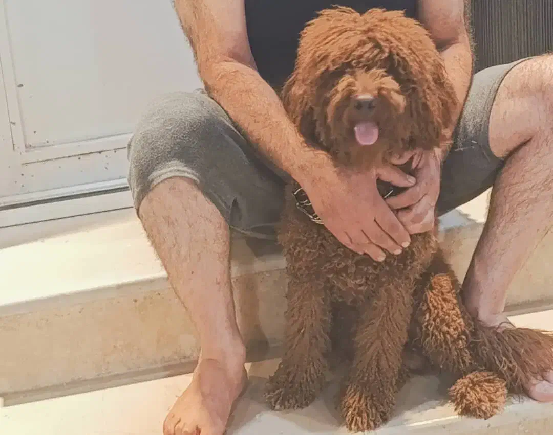 پودل نر اورجینال استاندارد|سگ|شیراز, شهرک مفتح|دیوار