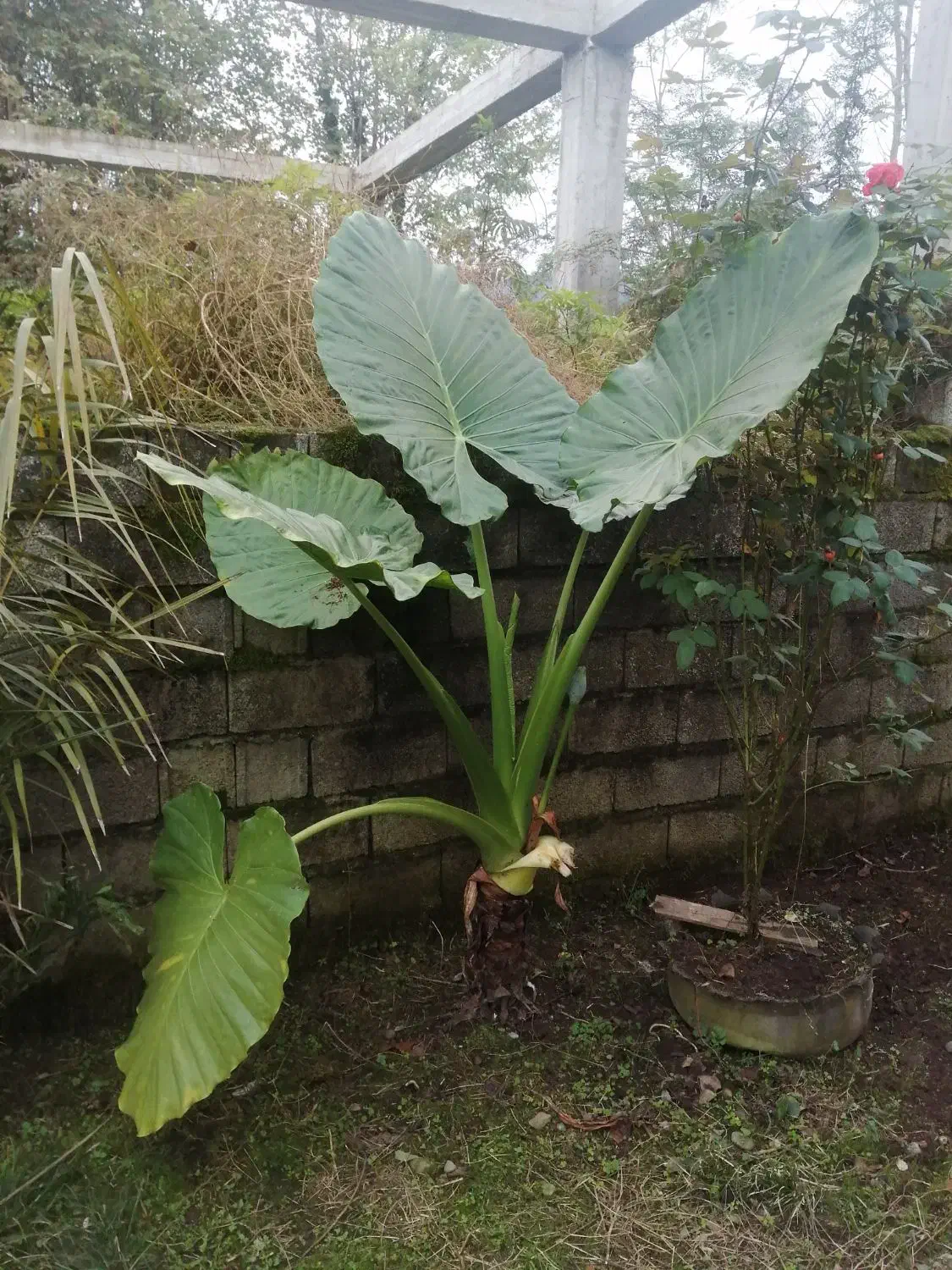 گل بابا ادم|گل و گیاه طبیعی|اسالم, |دیوار