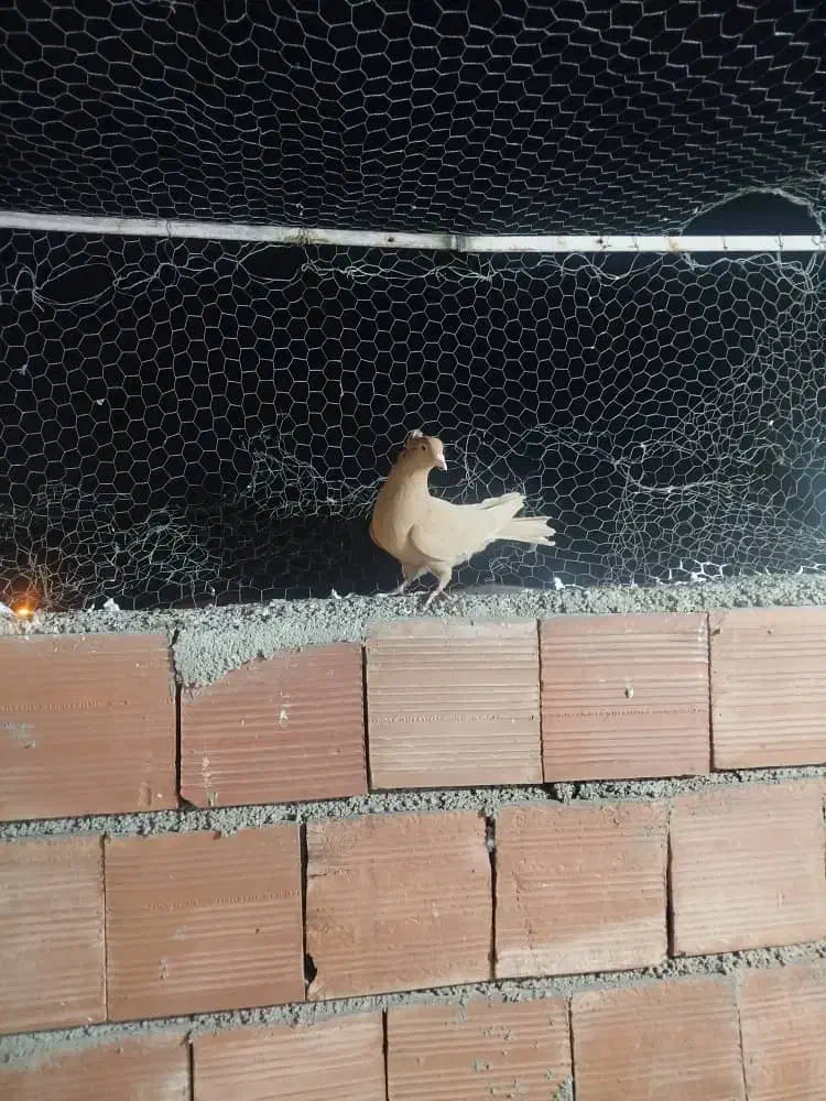 زرد|پرنده|کرمان, |دیوار