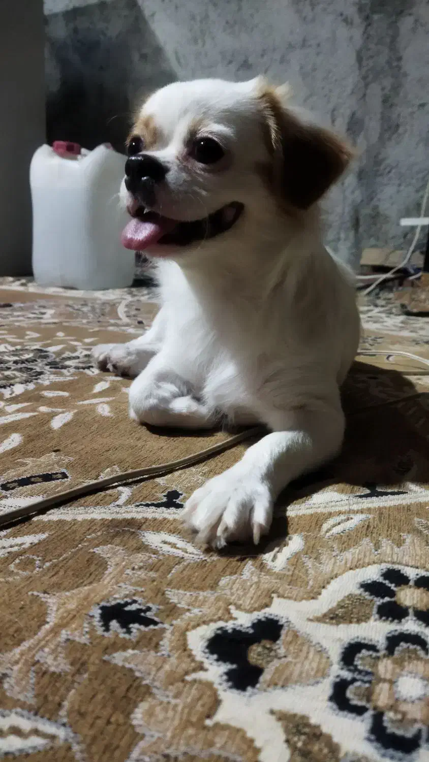 سگ‌اشپیدز|سگ|بوشهر, |دیوار