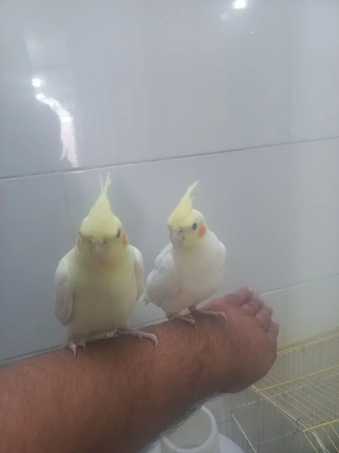 طوطی|پرنده|دزفول, |دیوار