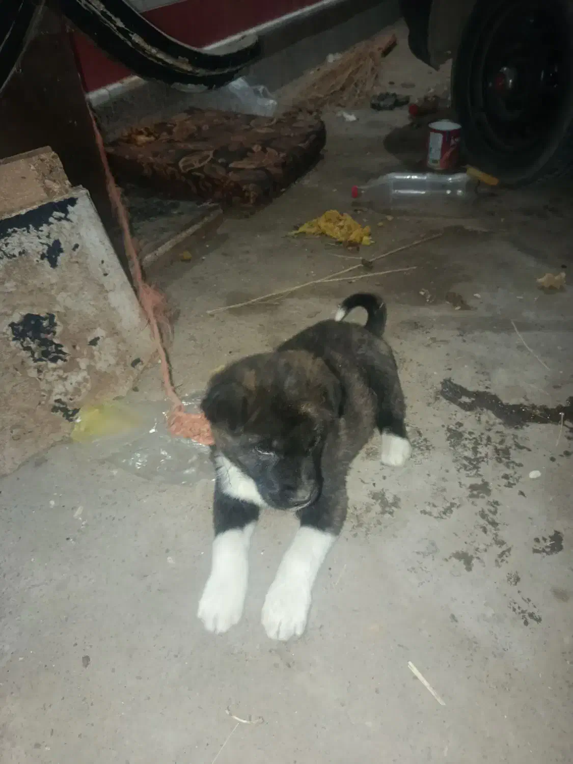 تازه غذاخورشده|سگ|تربت جام, کلالی|دیوار