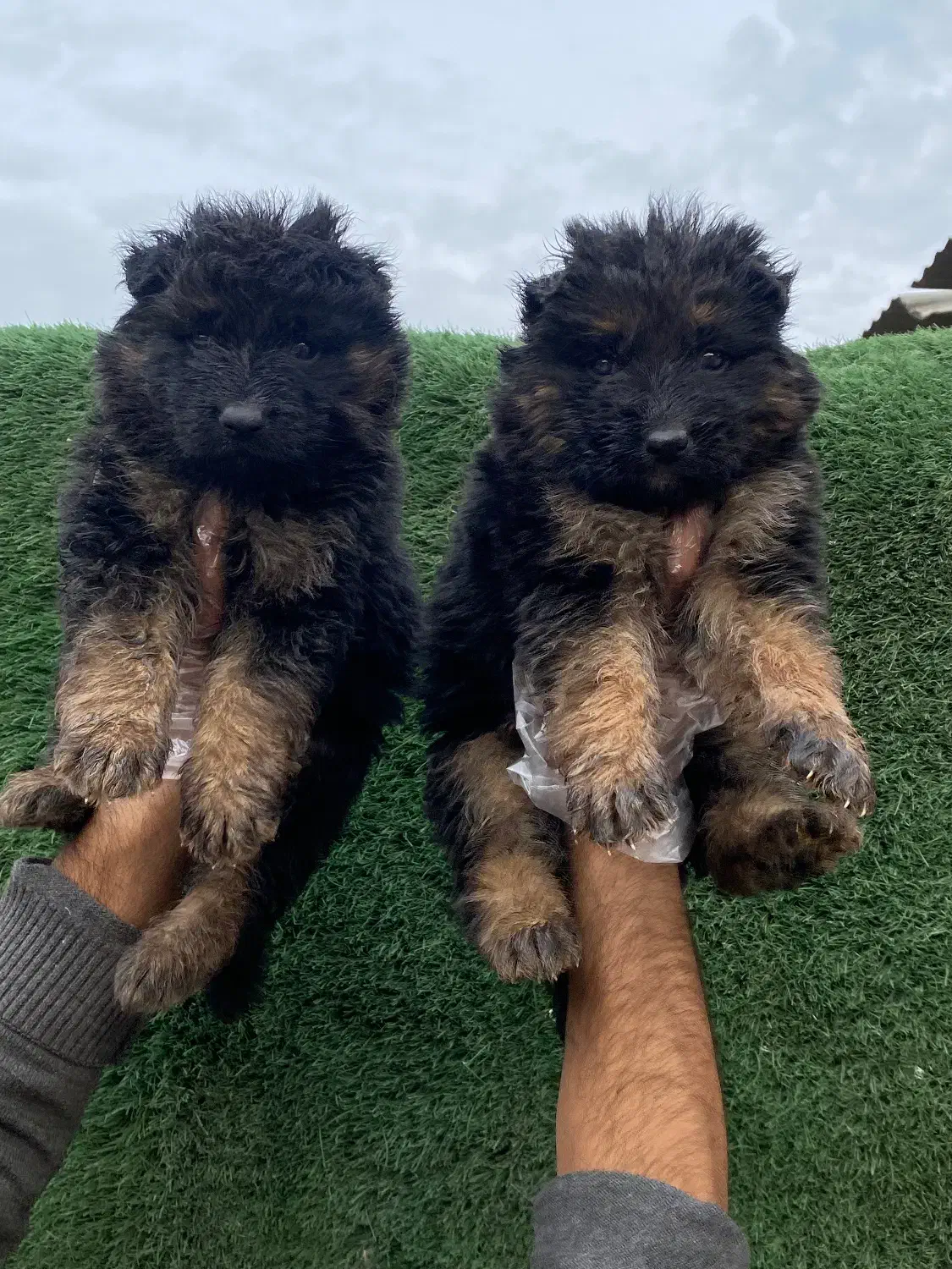 ژرمن شپرد کینگ سایز|سگ|شاهدشهر, |دیوار