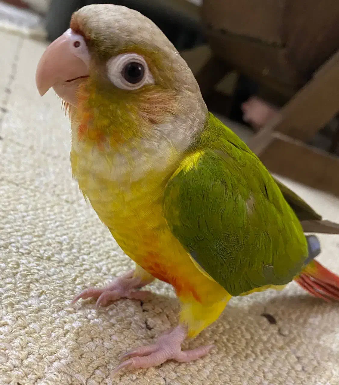 گیرنچیک زیبا اهلی|پرنده|تبریز, |دیوار