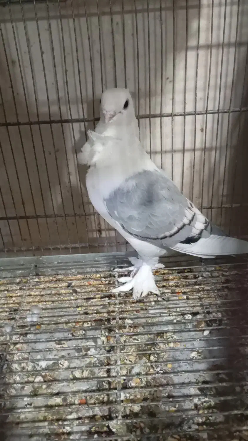 کبوتر|پرنده|دره شهر, |دیوار