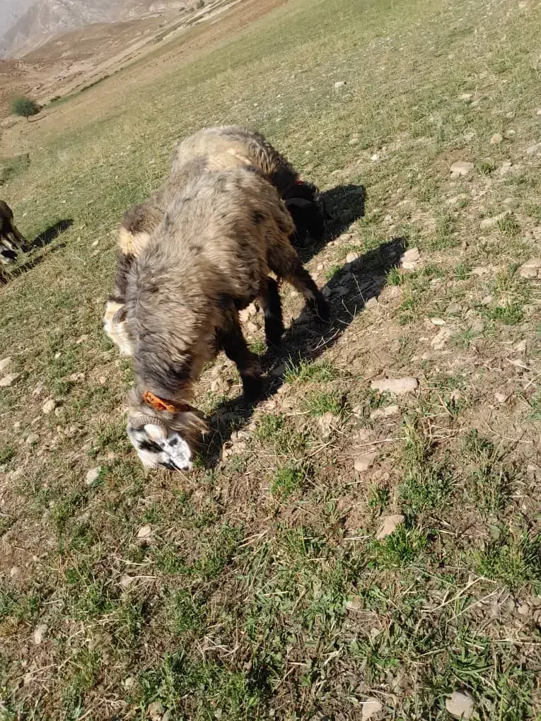 ۲راس میش بره دار|حیوانات مزرعه|جوزار, |دیوار