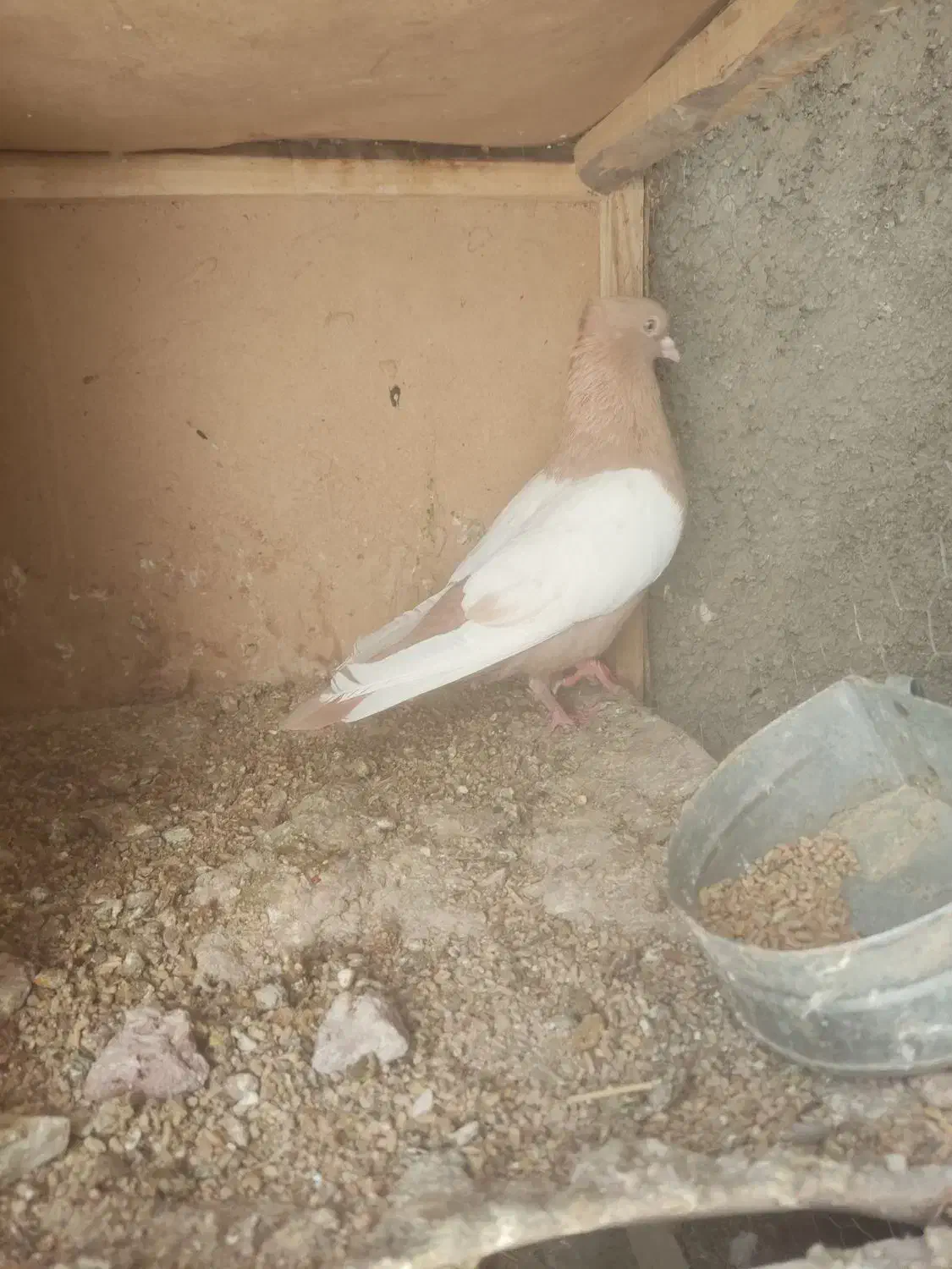 کبوتر|پرنده|سیدان, |دیوار