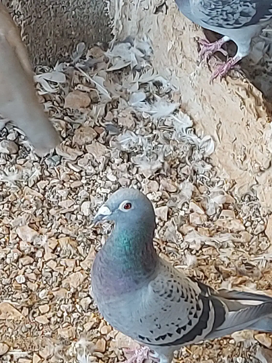 کبوترپلاکی اصیل|پرنده|گچی, |دیوار