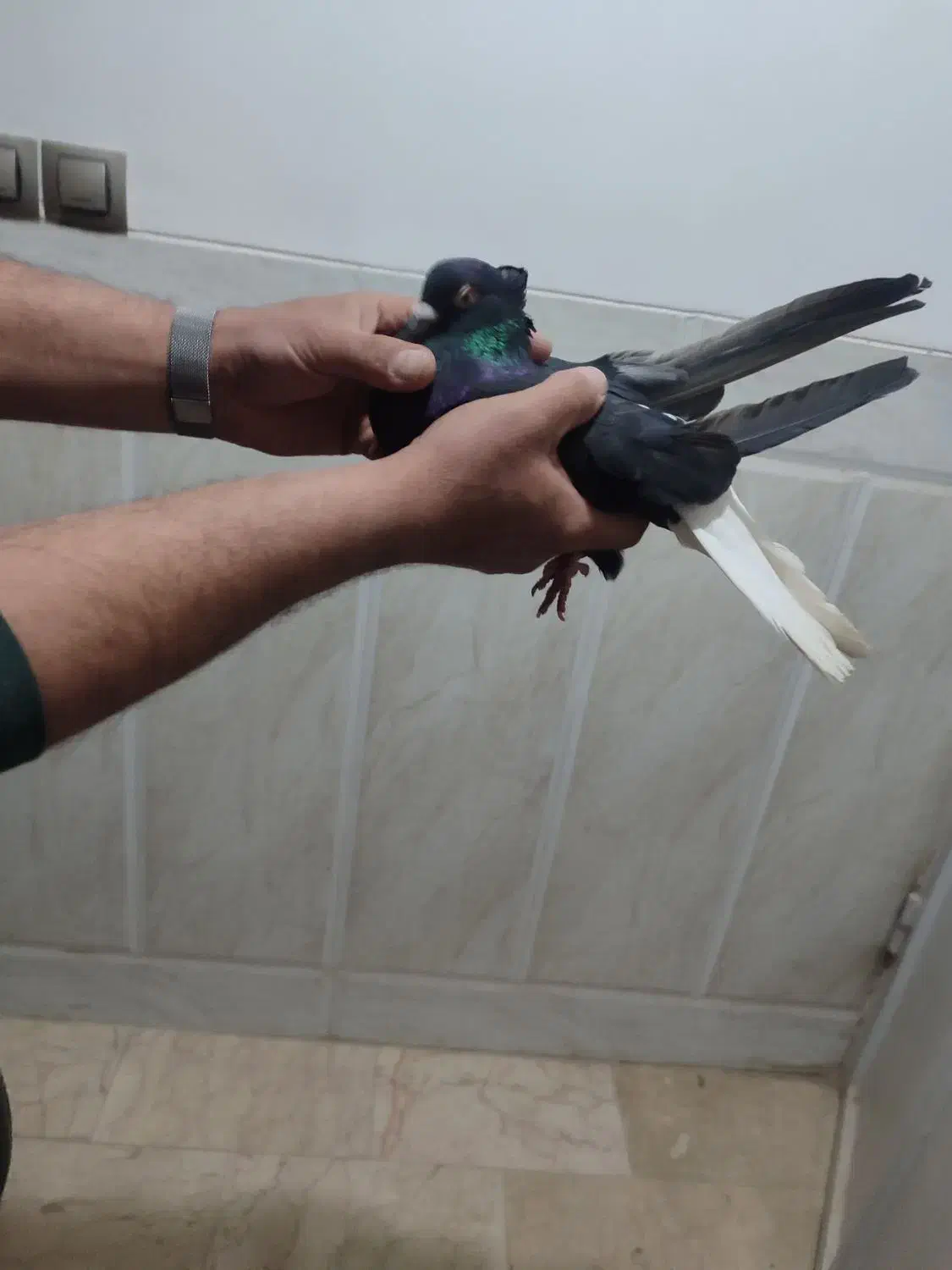 کبوتر|پرنده|زارچ, |دیوار