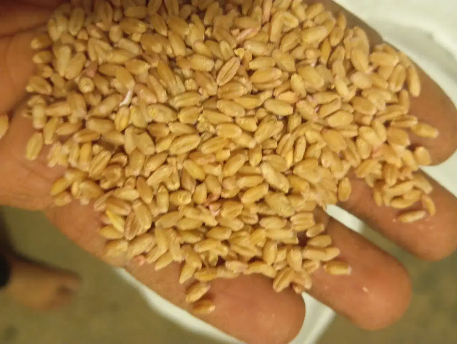 گندم بذری مهرگان|عمده‌فروشی|آبدانان, |دیوار