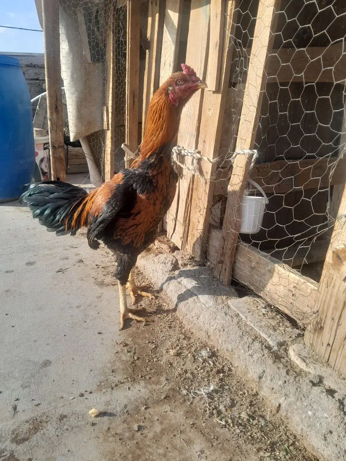 خروس لاری|حیوانات مزرعه|تهران, بهمن یار|دیوار