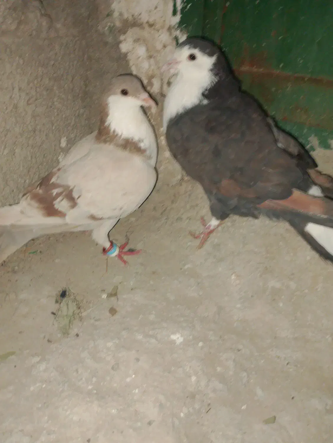 کفتر|پرنده|سراوان, |دیوار