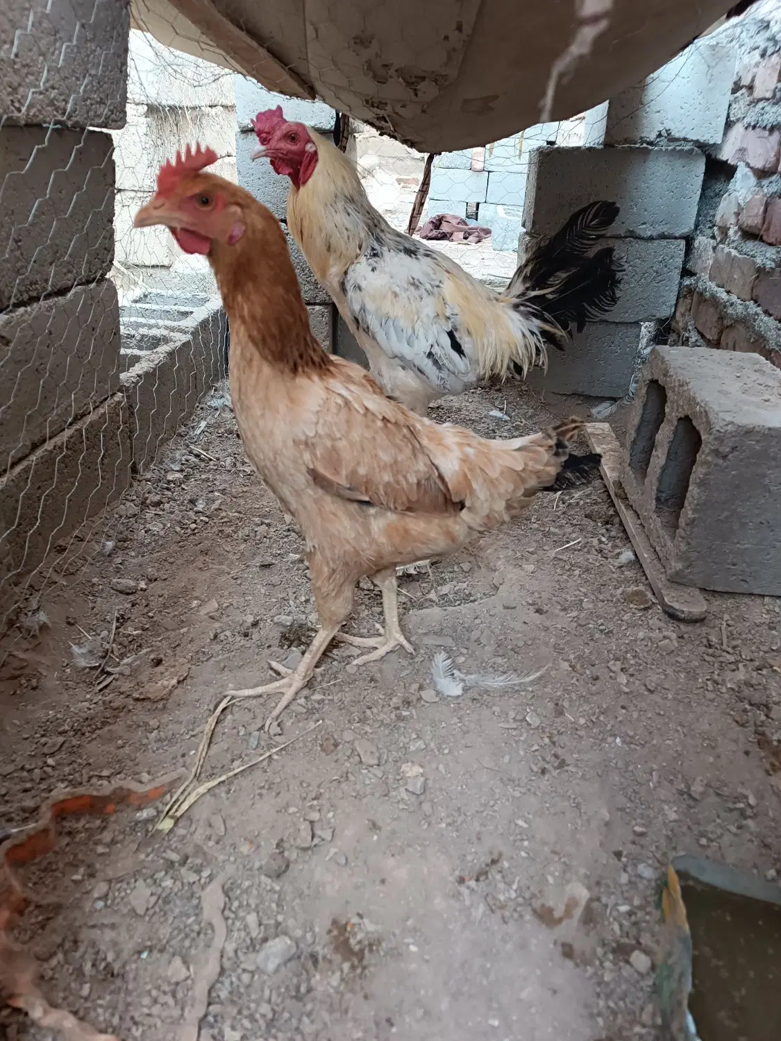 123|حیوانات مزرعه|کورین, |دیوار