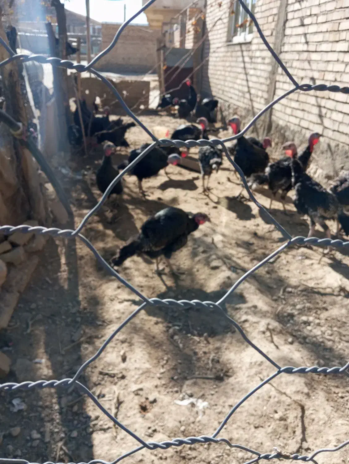 بوقلمون محلی گوشتی|حیوانات مزرعه|دیواندره, |دیوار