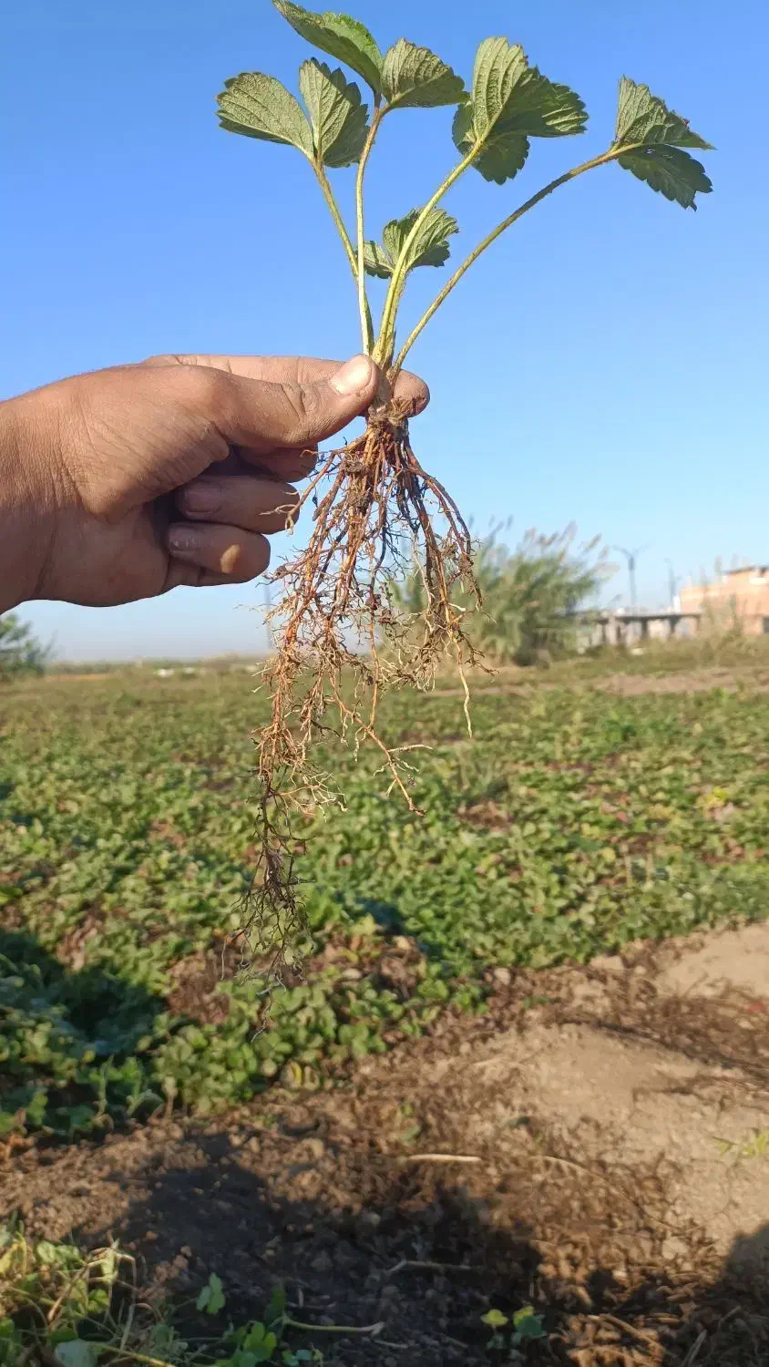 نهال کامارس پربار|عمدهفروشی|خان ببین, |دیوار