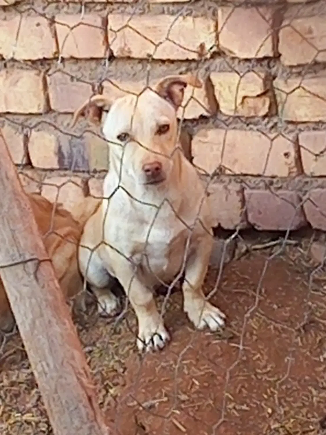 سگ پاکوتاه نر نگهبان|سگ|سبزوار, پاسداران|دیوار