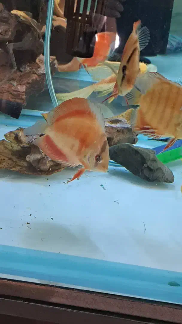 ماهی دیسکس|ماهی|کرج, شهرک اوج|دیوار