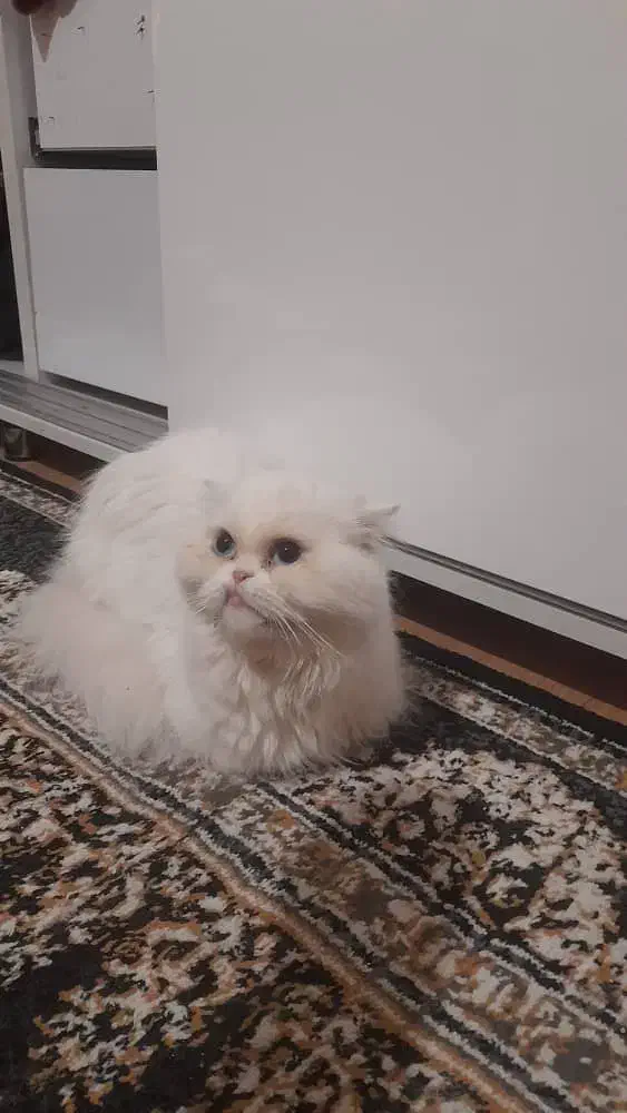 اسکاتیش ماده|گربه|خوی, |دیوار