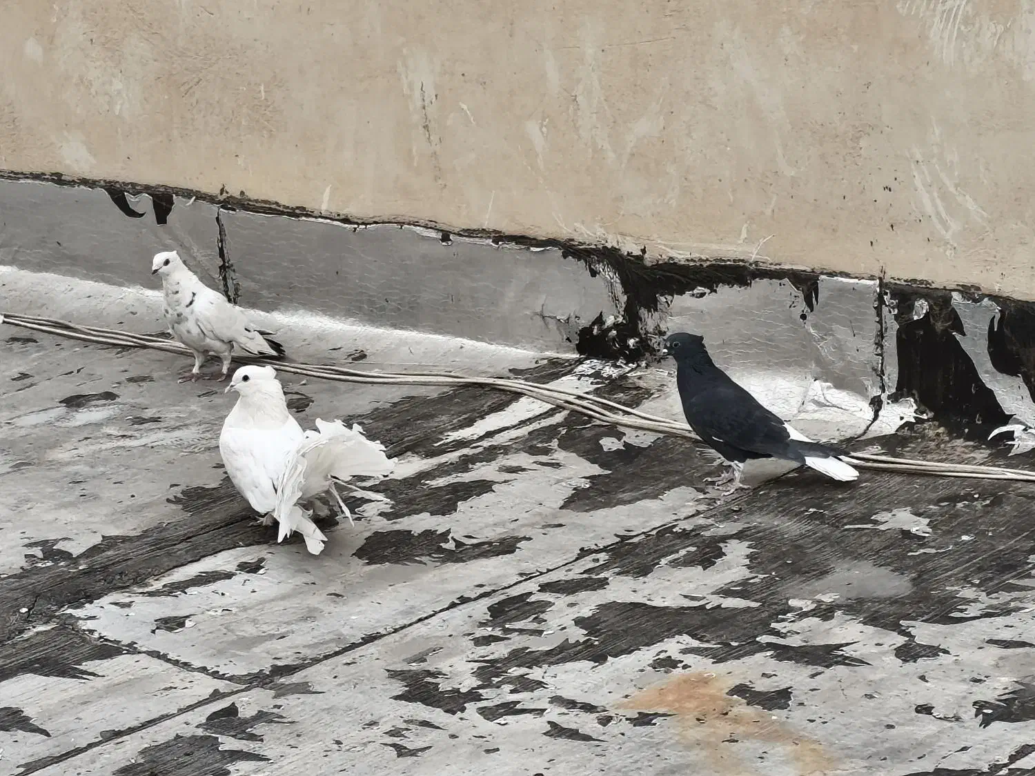 کبوتر|پرنده|شاهینشهر, شهرک گلدیس|دیوار