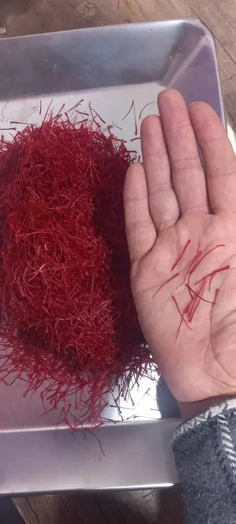 زعفران برداشت امسال|خوردنی و آشامیدنی|لامرد, |دیوار