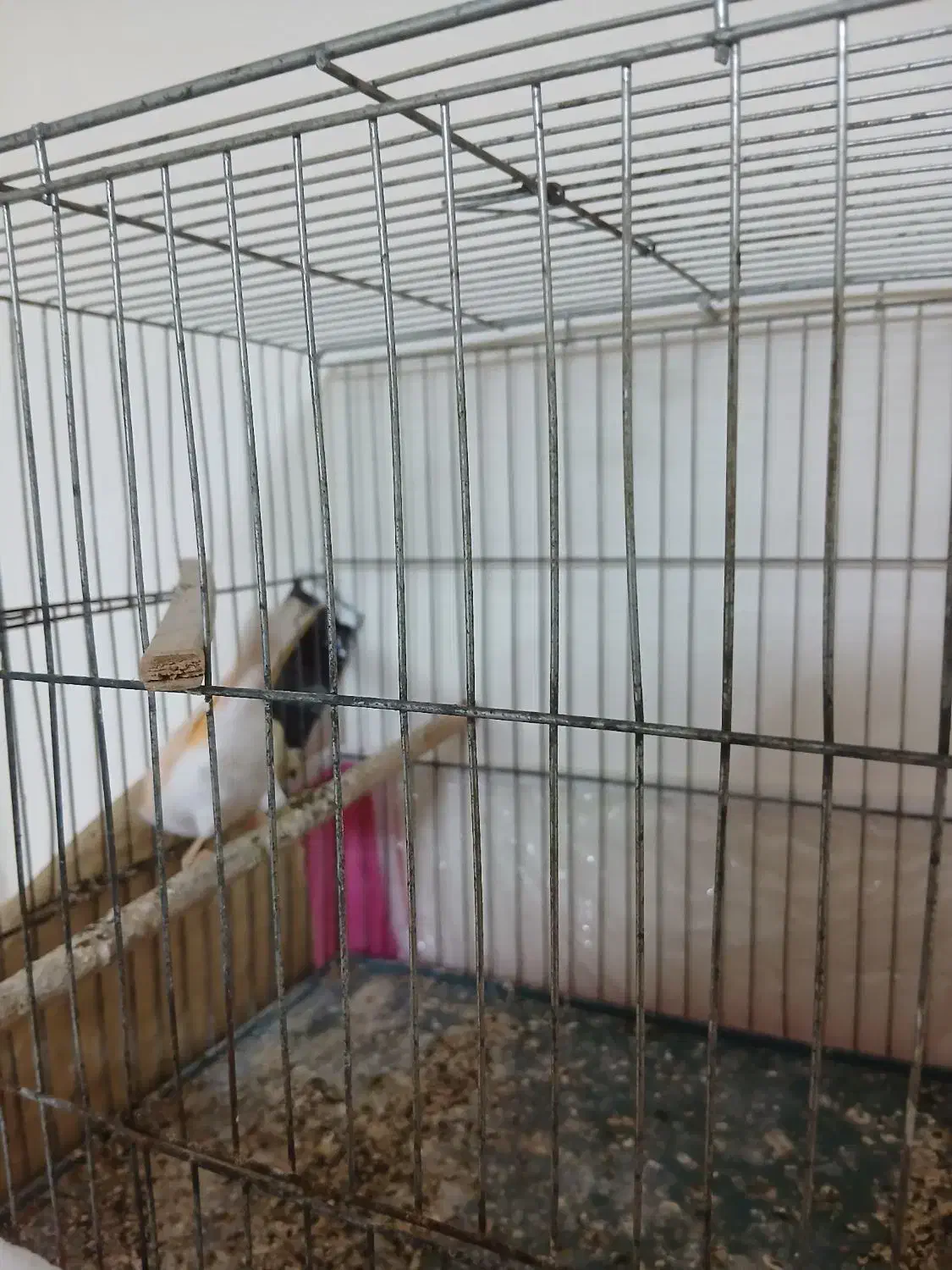 قناری موزایکی|پرنده|رشت, حمیدیان|دیوار