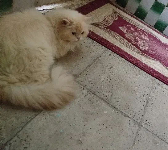 پرشین هیمالین نر عقیم شده|گربه|کرج, گلشهر|دیوار