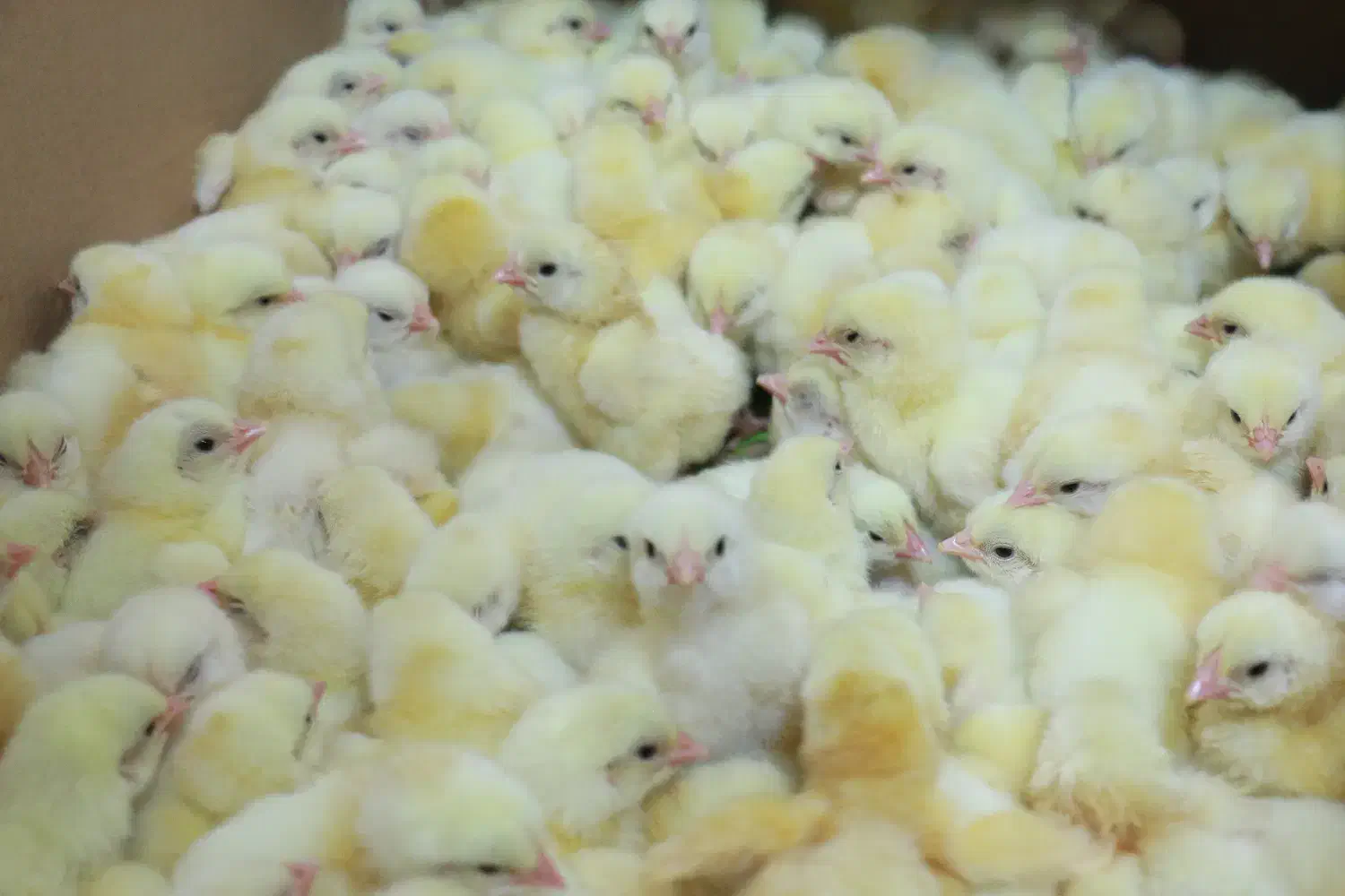 جوجه کشی 48 عددی +اینورتر|لوازم جانبی حیوانات|کرمان, |دیوار