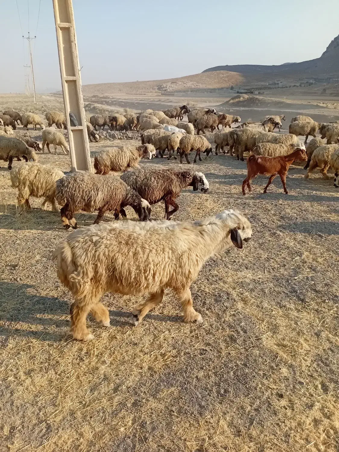 بره|حیوانات مزرعه|مرودشت, رامجرد یک|دیوار