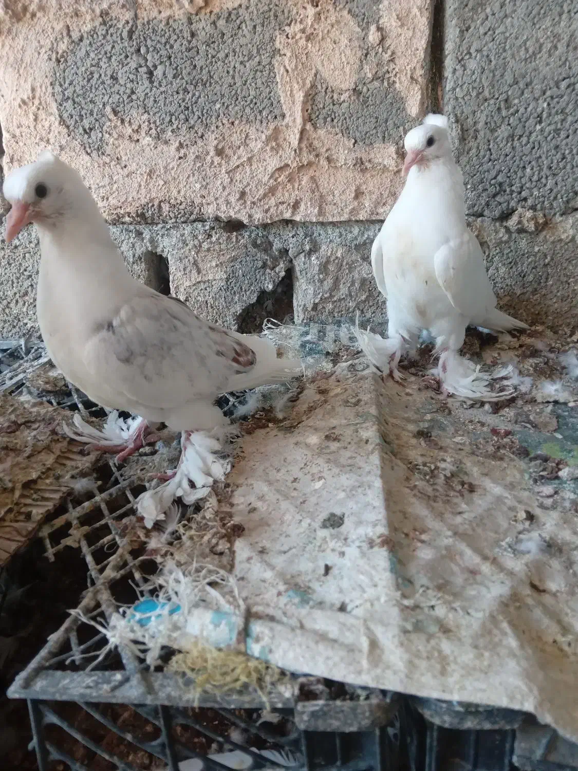 کبوتر گره|پرنده|میناب, |دیوار