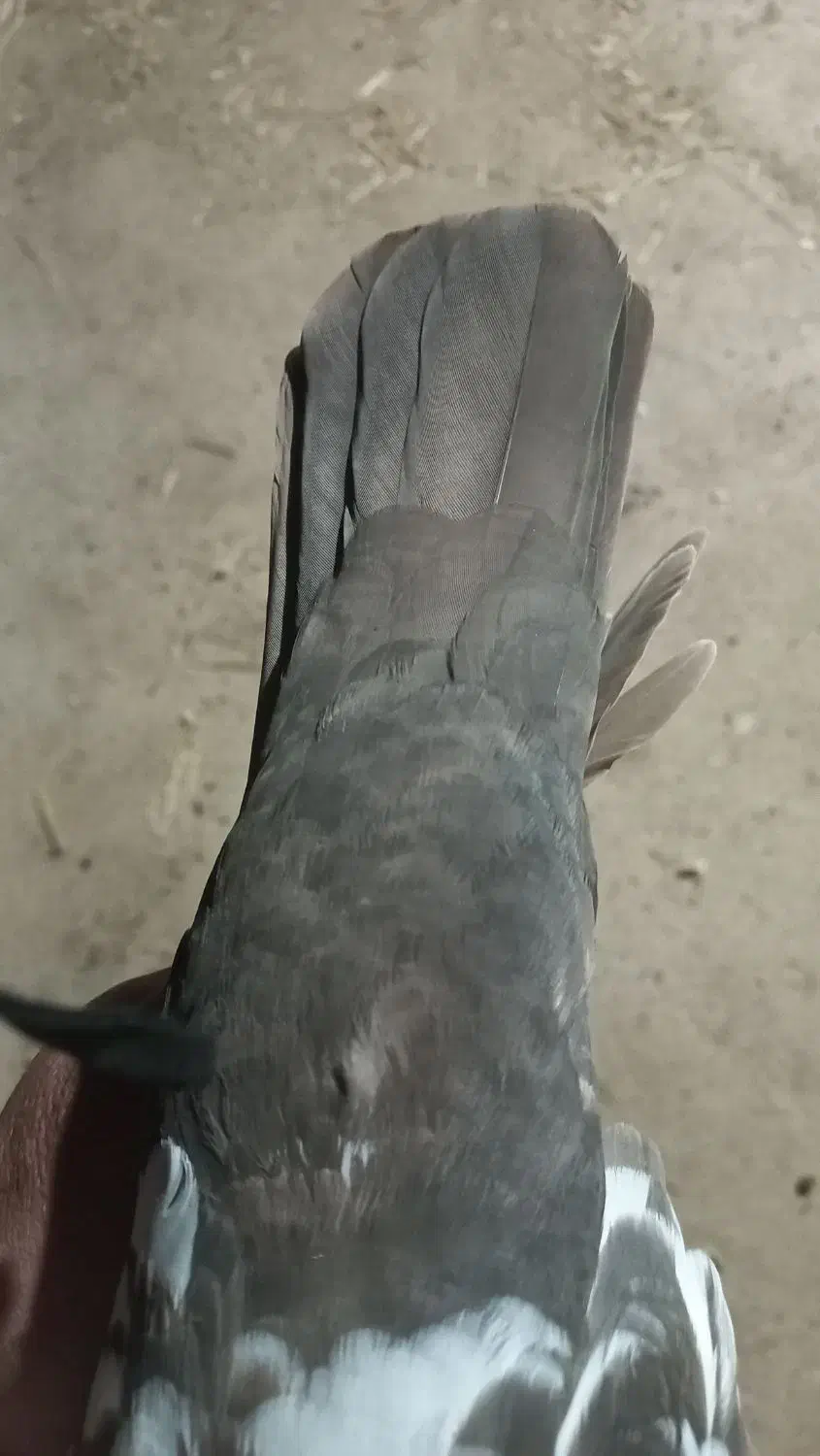 یک جفت دمی عتیقه|پرنده|گتوند, |دیوار