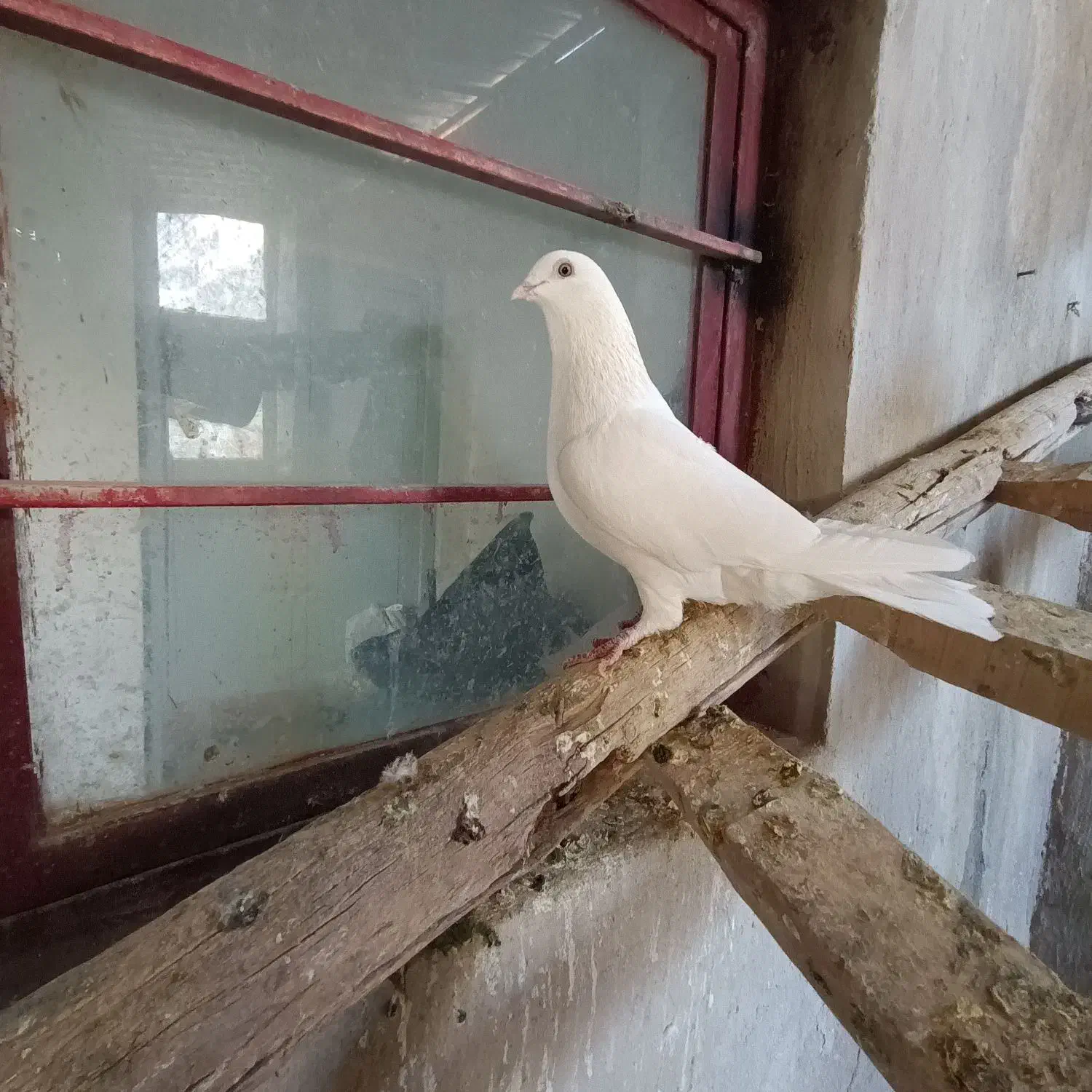 کفتر|پرنده|معصومیه, |دیوار