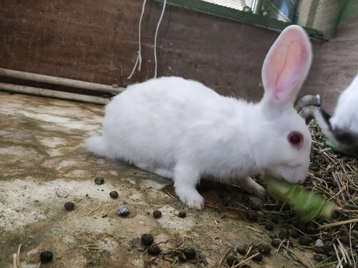 خرگوش نر|موش و خرگوش|ساوه, |دیوار