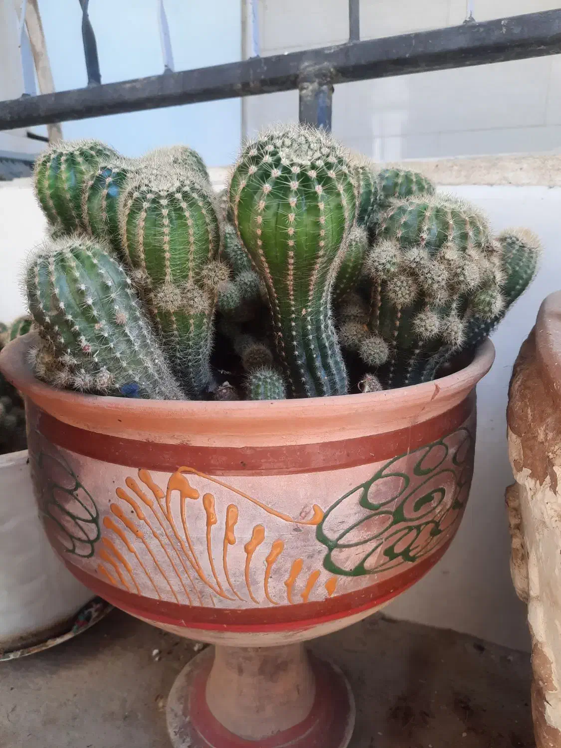 گل های طبیعی|گل و گیاه طبیعی|لالجین, |دیوار