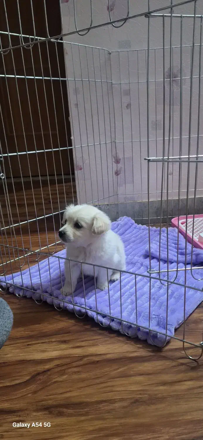 فروش توله پامر|سگ|شاهین‌شهر, شهرک ردانی پور|دیوار